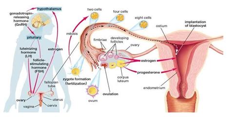 Estrogen receptors are key receptors to maintain ovarian granulosa cell differentiation, follicle and oocyte growth and development, and ovulation function. Estrogen and Progesterone - Creative Diagnostics Blog