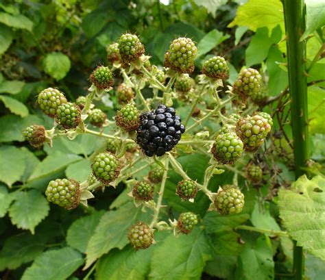 Pruning Blackberries Growing Blackberries Successfully At Home
