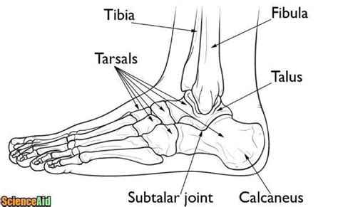 Bones Of The Human Leg And Foot Scienceaid
