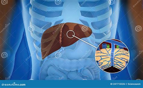 Human Liver Anatomy And Definition Of Liver Parts Stock Illustration