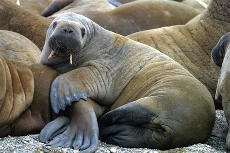 Baby Walrus Mother And Baby Walrus Notice The Short Tusks On The