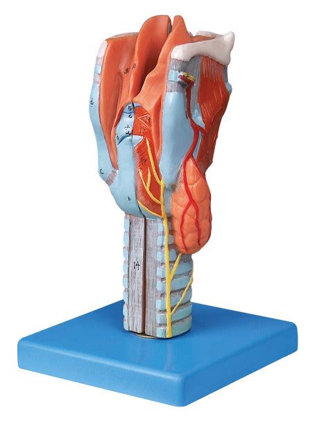 Life Size Sectioned Larynx Human Anatomy Model For Colleague Training