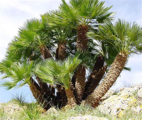 Top 35 Types Of Palm Trees With Pictures Hot Sex Picture