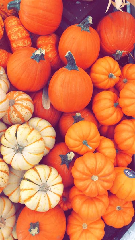 Cute Fall Wallpapers Pumpkins