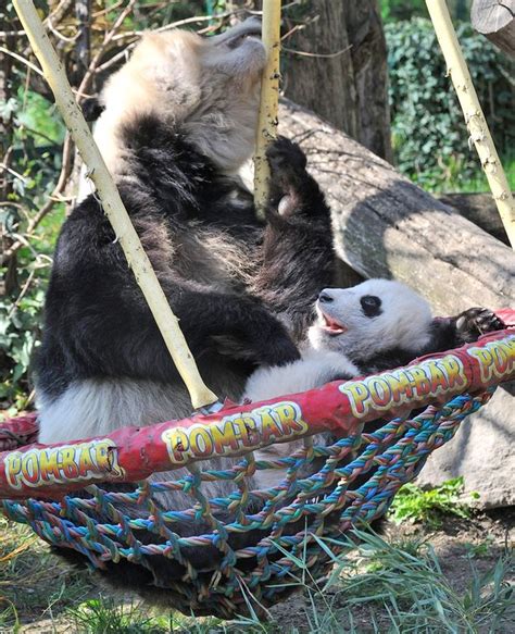 Pictured Adorable Panda Cub Clambers Onto Swing For A Cuddle With Its