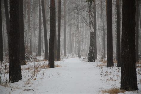 Winter Forest In The Fog Russia Chelyabinsk 1920x1280 Oc R