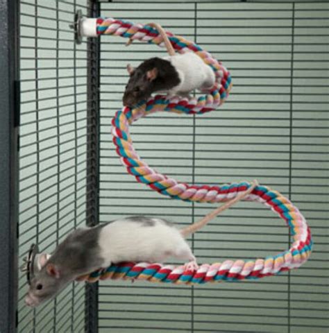 Diy Rat Rope Toys Shaun Nunn