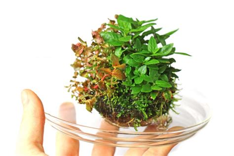 Wabi Kusa Bepflanzen So Wirds Grün In Deinem Wabi Kusa Aquascapia