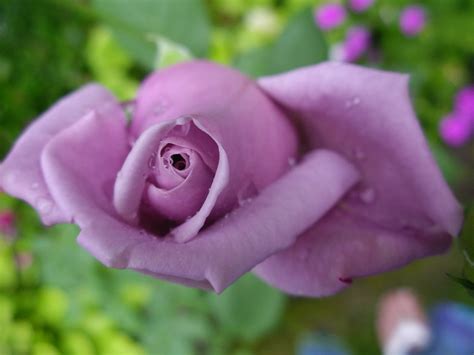 Blue Moon Hybrid Tea Rose Today Welcomes A New Rose
