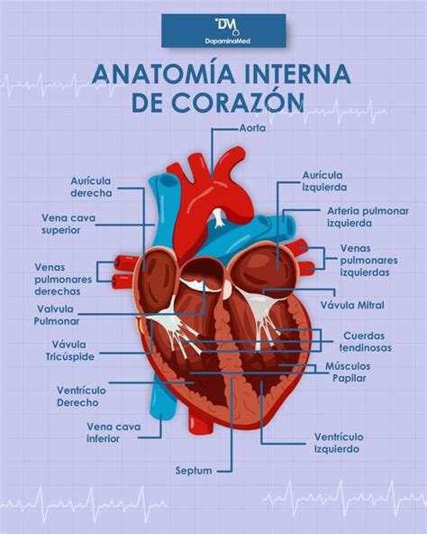 Anatomía Interna De Corazón Enfermería Udocz