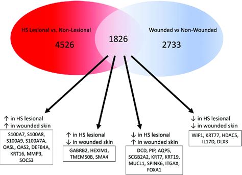 Shared And Dissimilar Pathways In Hs And Healing Skin Wounds Venn