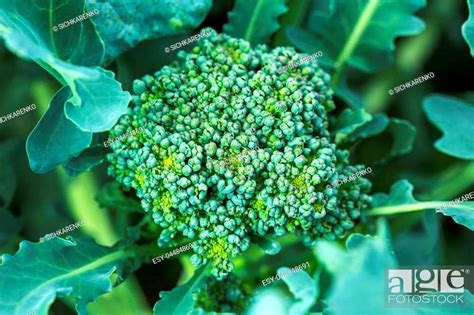 Mature Broccoli Or Brassica Oleracea Plant In The Field Ready For
