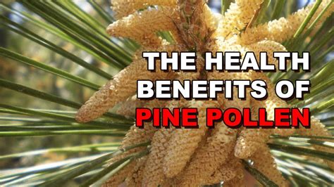 The 6 Main Benefits Of Pine Pollen