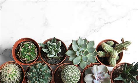 Aprende A Cultivar Cactus Y Plantas Suculentas En Casa Foto 4