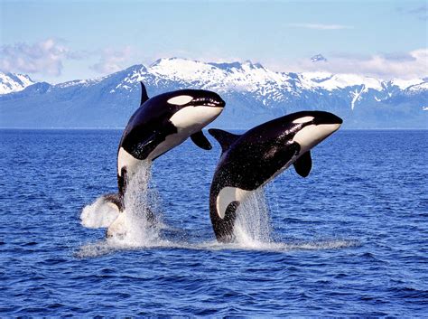 Killer Whales Are Not Short Of Prey In Southwestern Canada