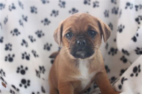 Puggle Puppies For Sale This Male Puggle Puppy Is Posted At