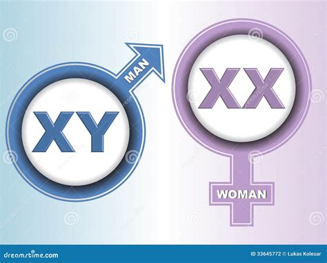 signes de chromosome sexuel illustration stock illustration du accessible dame 33645772