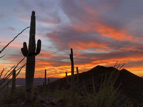 Sunset At Saguaro National Park In Tucson Arizona 4032x3024 Oc R