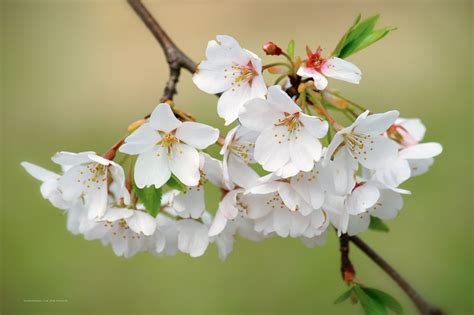 Lovely cherry blossom wallpapers to brighten your desktop 3840×2160. Free Cherry Blossom Wallpapers - Branch Brook Park ...