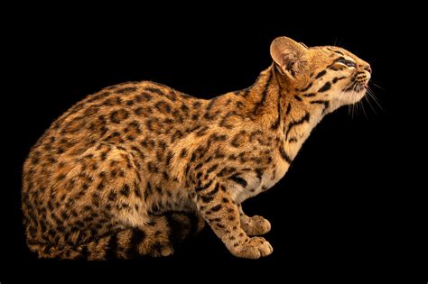 Ani100 00101 Joel Sartore