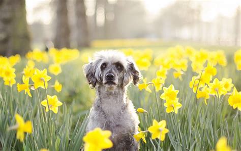 Spring Dog Wallpapers Top Free Spring Dog Backgrounds Wallpaperaccess