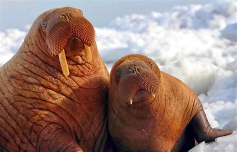 Walrus | The Animal Facts | Appearance, Diet, Habitat, Behavior