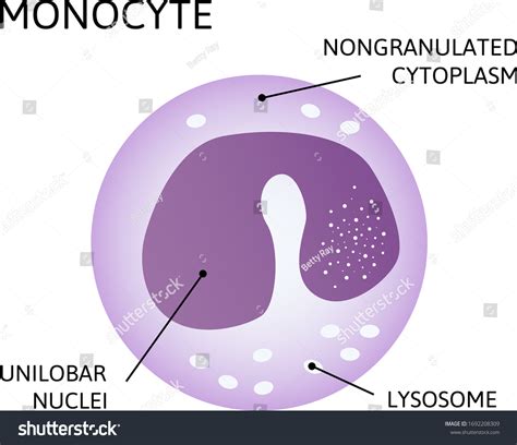 Monocyte Type Leukocyte White Blood Cell Stock Vector Royalty Free