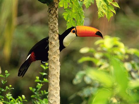 Amazing Toucan Bird Toucans Facts Photos Information Habitats
