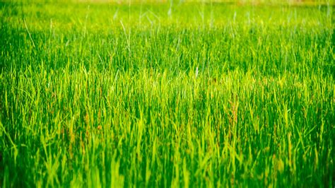 Free Photo Grass Plain Agriculture Close Up Cropland Free Download Jooinn