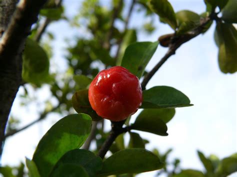 Acerola Tree Care How To Grow Barbados Cherry Trees Cherry Fruit Tree