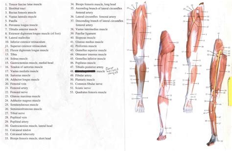 Leg Muscle Diagrams 101 Diagrams