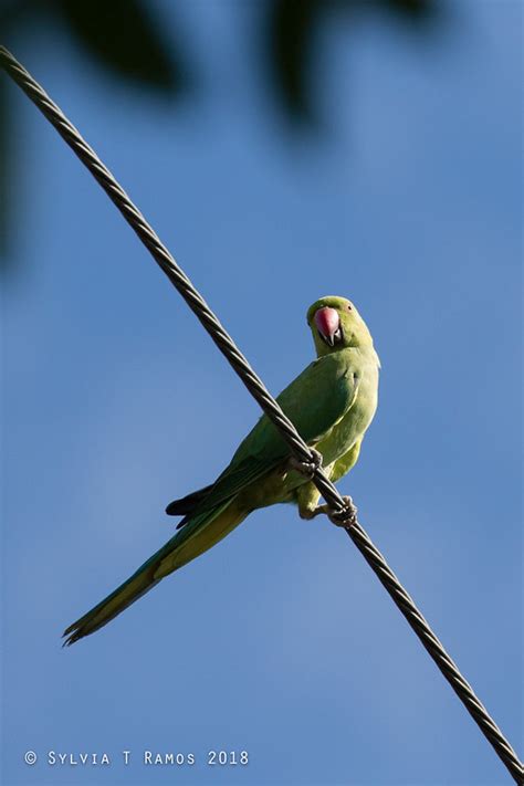 Rose Ringed Parakeet Tonjiandsylviasbirdlist