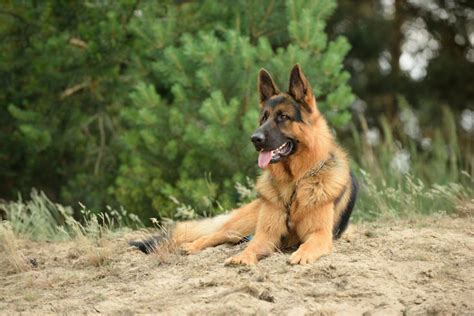 How Much Do German Shepherds Cost German Shepherd Price And Expenses
