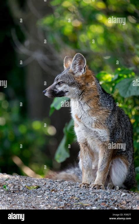 Common Gray Fox Urocyon Cinereoargenteus Palo Alto Bay Area