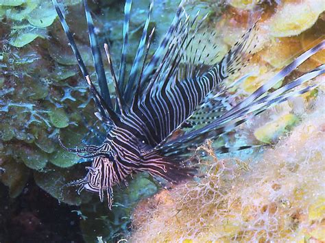 Lionfish From Malicious To Delicious Cbs News