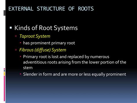 Ppt External Structure Of Roots Powerpoint Presentation Free