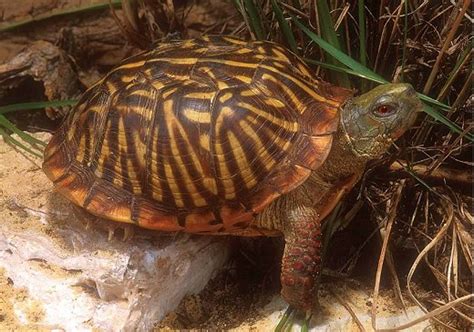 Colorado's Reptiles & Amphibians - Ornate Box Turtle