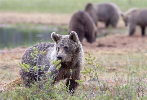 Brown Bear Animal Free Photo On Pixabay Pixabay