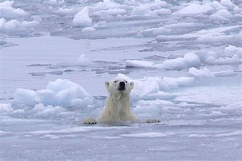 Polar Bears In The Tundra Biome