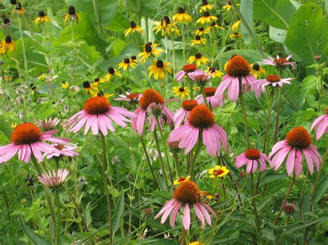 Your local source for bulk flowers in central texas. Lady Bird Johnson's Wild Flower Park in Austin Texas ...
