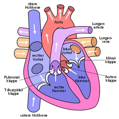 Herz Kreislauf System