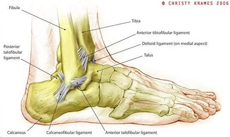 The shoulder is one of the largest and most complex joints in the body. Ankle_Diagram | Sprained ankle, Ankle anatomy, Sprain