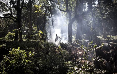 Les Forêts Dafrique Centrale Brûlent Aussi Le Devoir