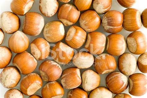 Hazelnuts Corylus Avellana Stock Photo Royalty Free FreeImages