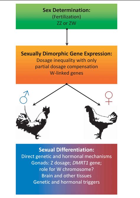 Pdf Sex Reversal In Birds Semantic Scholar