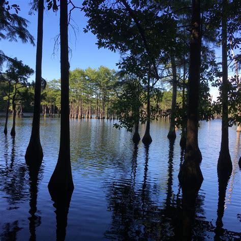 Find out what's popular at george l. George L Smith State Park, GA | The Dyrt