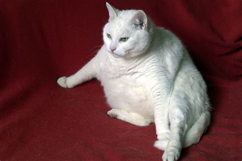 Maybe you would like to learn more about one of these? Fat-cat presidential pay tackled with job-share ...
