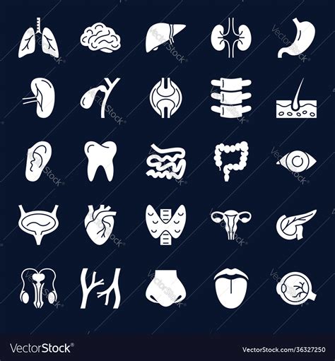 Anatomy Icons Collection With Human Internal Vector Image