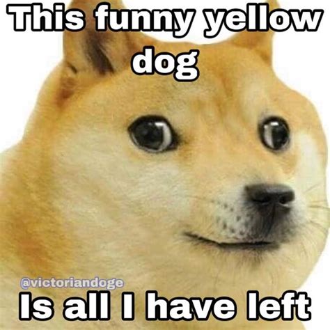 1080 X 1080 Doge Why People Hate Your Dog 1080x1080 Doge 1080 X