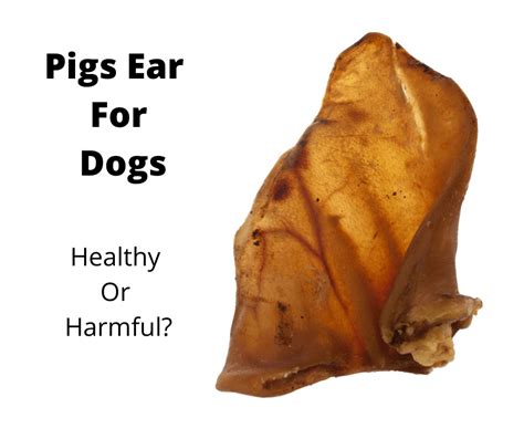 Should You Give Pigs Ears To Your Dog Or Puppy Au